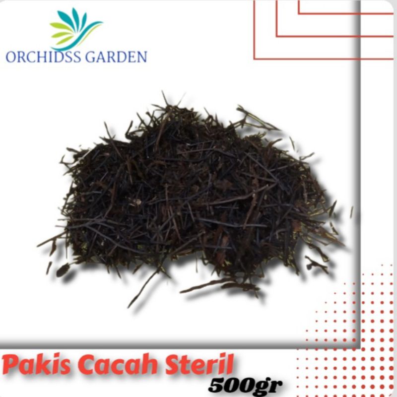 Pakis Cacah Lembut  Media Tanam Anggrek Aglonema
