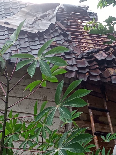 Kemeja Batik Anak / Batik Solo Anak Lengan Pendek. Bahan Katun, 1 S/d 5 Tahun.