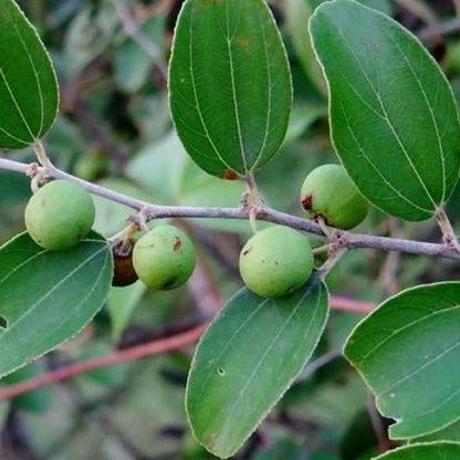 

DAUN BIDARA ARAB KERING 50 gr - Ziziphus Mauritiana - MURNI - JS