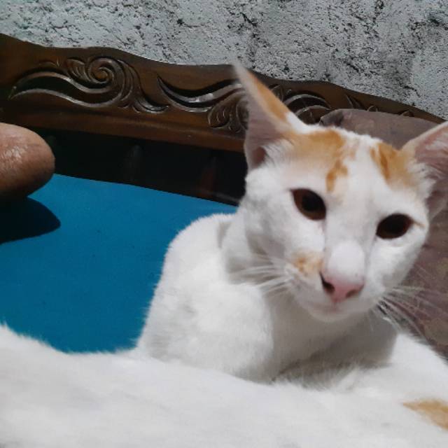 riskysankpencryjatidiry