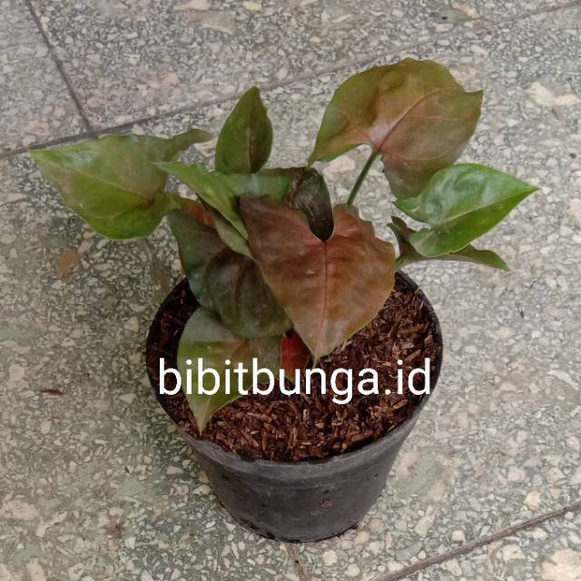 Singonium Coklat Keladi Cokelat Bibit Tanaman Hias Bunga Shopee Indonesia