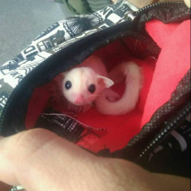 Sugar glider leucistic