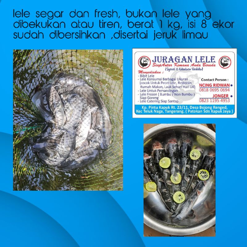 

lele segar / lele fresh / lele kane jasa / lele 1 kilo