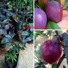 Bibit Plum Ungu Siap Tanam-Bibit Buah Plum Ungu-Bibit Tanaman Buah Plum Ungu Berkualitas