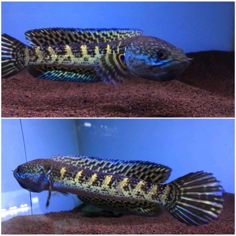 AURANTI MACULATA sz 17-19cm / GRADE A