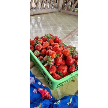 

Strawberry&Mullberry fresh langsung dari Petani [1KG]