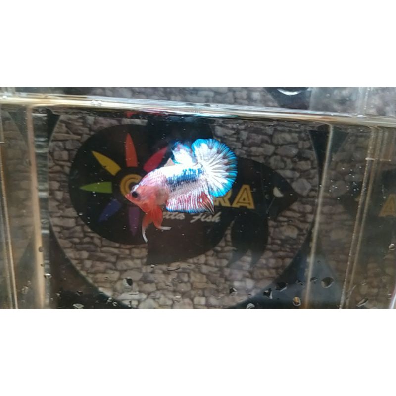 cupang fccp ws blue blending (kode ws01)