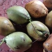 

buah kelapa kopyor ciri khas kab. pati