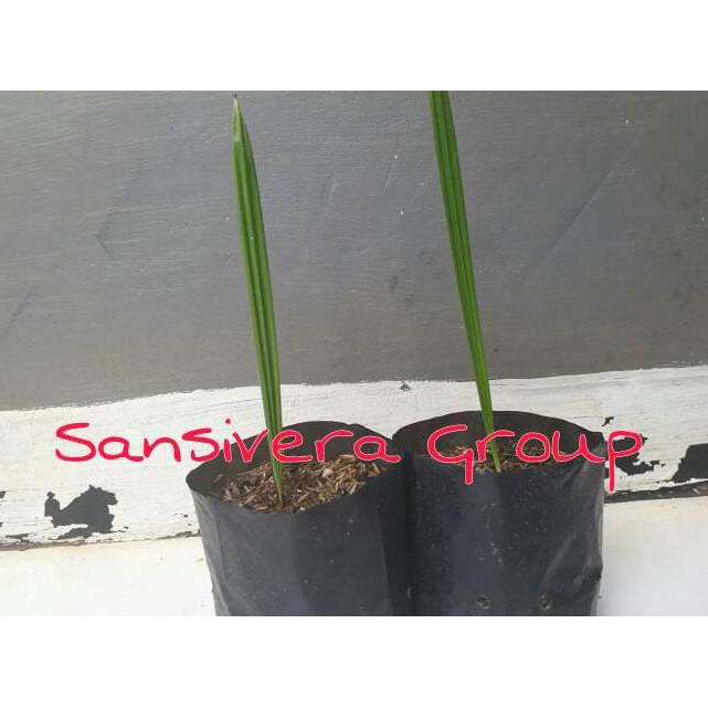 Pohon Kurma Betina, Bibit Kurma Azwa Anjai