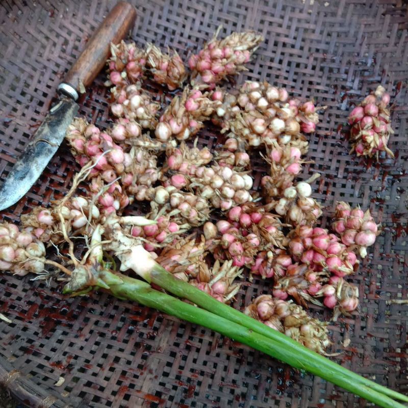 

BUAH KAPULAGA SEGAR 1000 GRAM