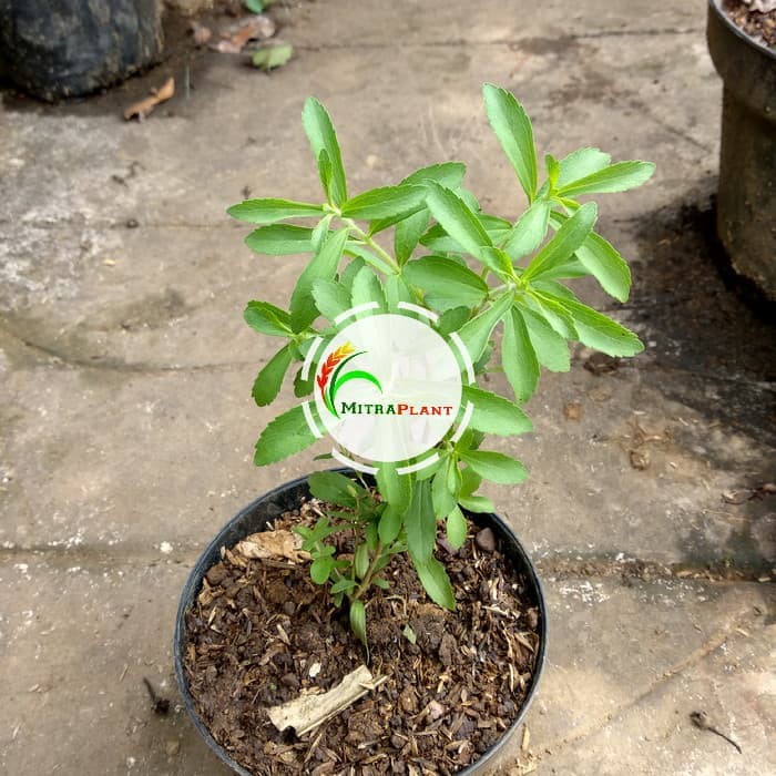 Bibit Tanaman Stevia Bibit Stevia Bibit Daun Stevia Bibit Tanaman Pengganti Gula