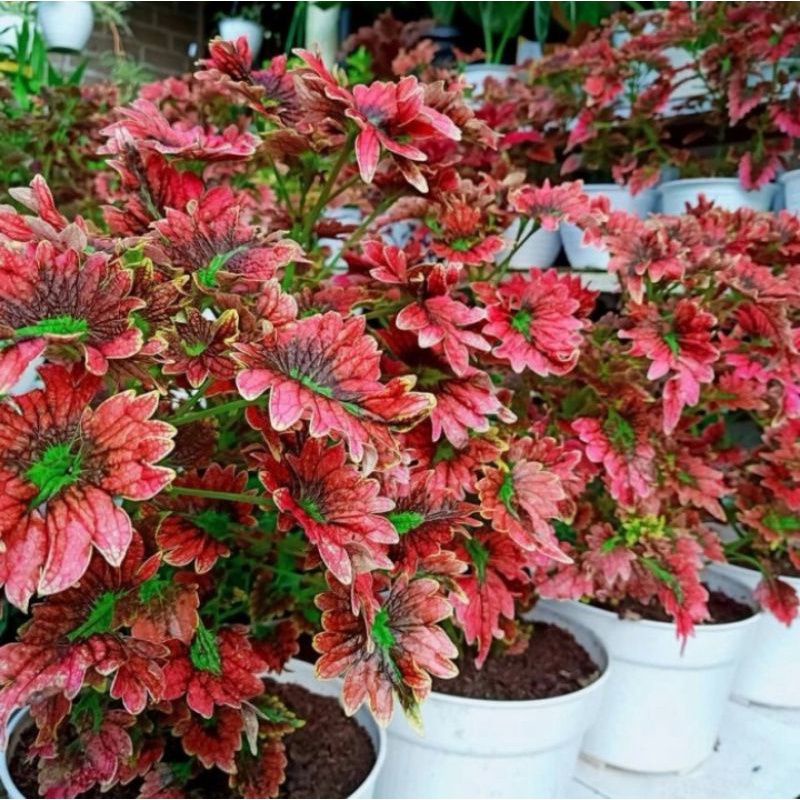 PROMO ...Tanaman miana wayang rimbun akar sehat