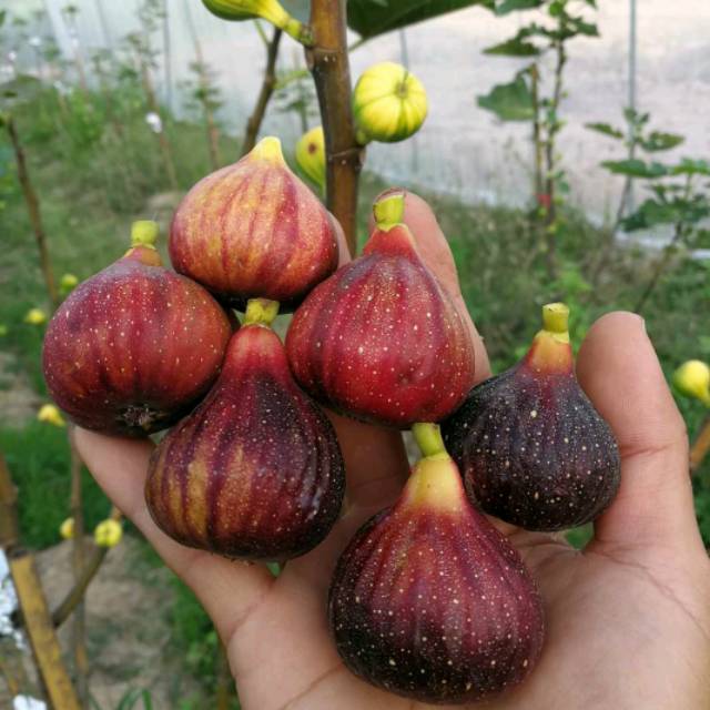 Bibit Buah  Tin Jenis Martinenca Rimada Cangkok Murmer 