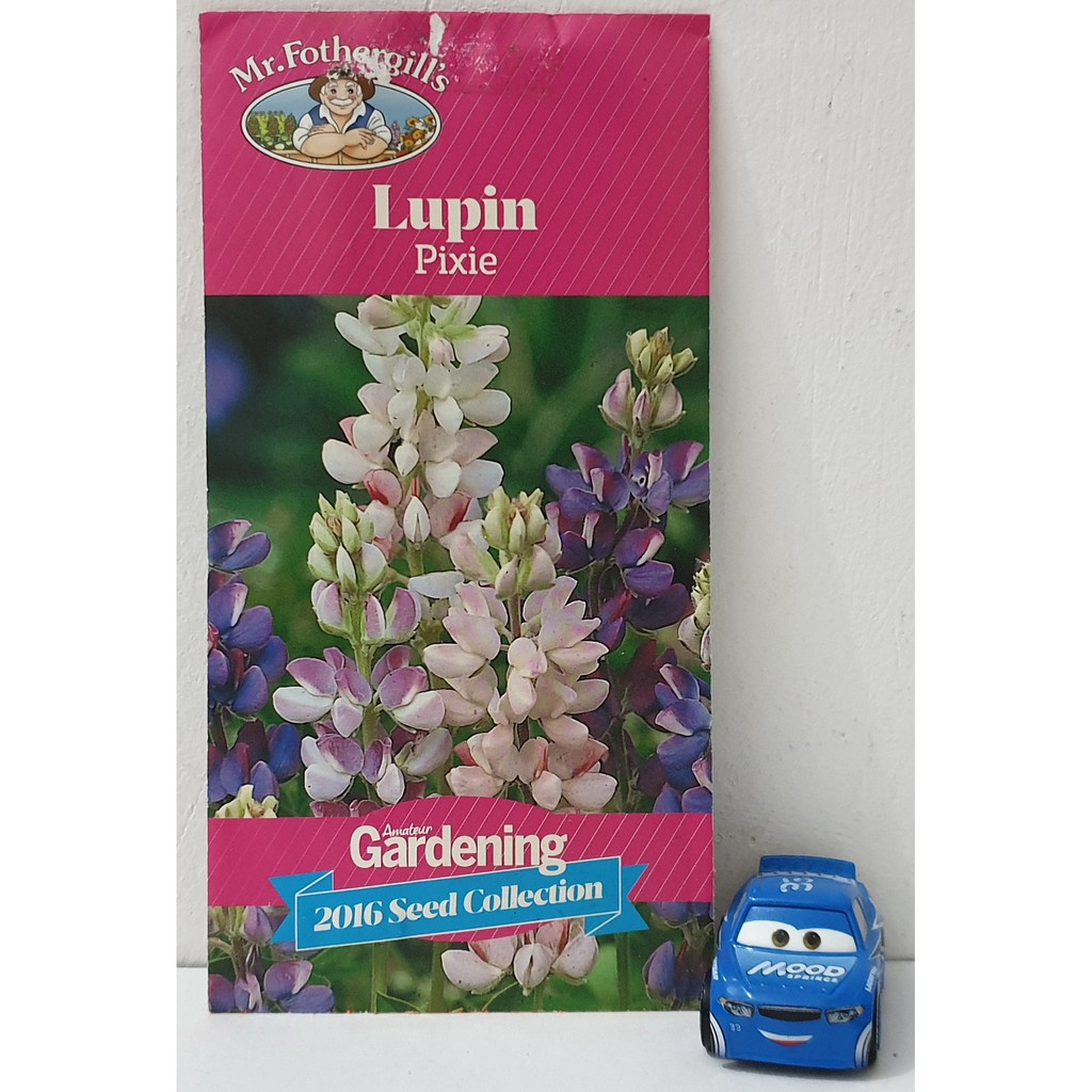 Benih Bunga Mr Fothergills Lupin Pixie Delight Pack Original UK
