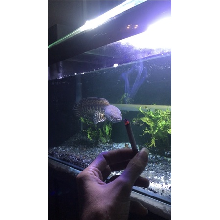 auranti 25cm pesanan rheza