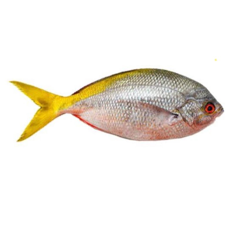 

Aneka IKAN Gurame tenggiri salmon layang kakap tuna kuwe nila bawal laut cakalang ekor kuning dori