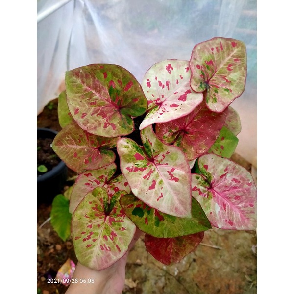 caladium raspberry moon