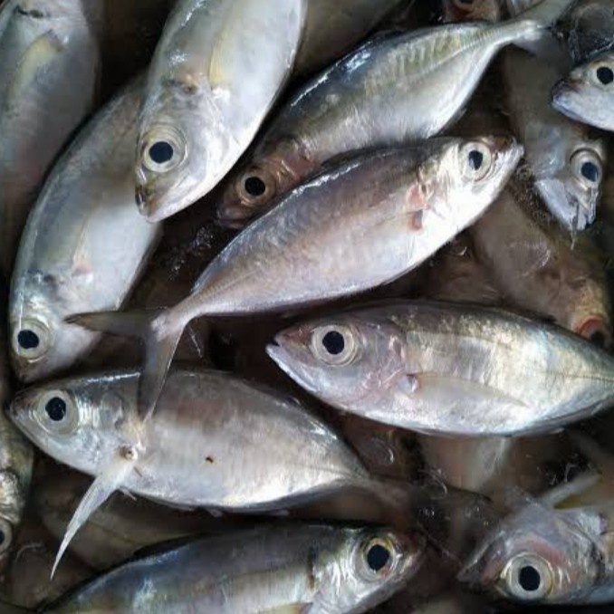 

Ikan Kembung Mata Belo Segar 500Gr