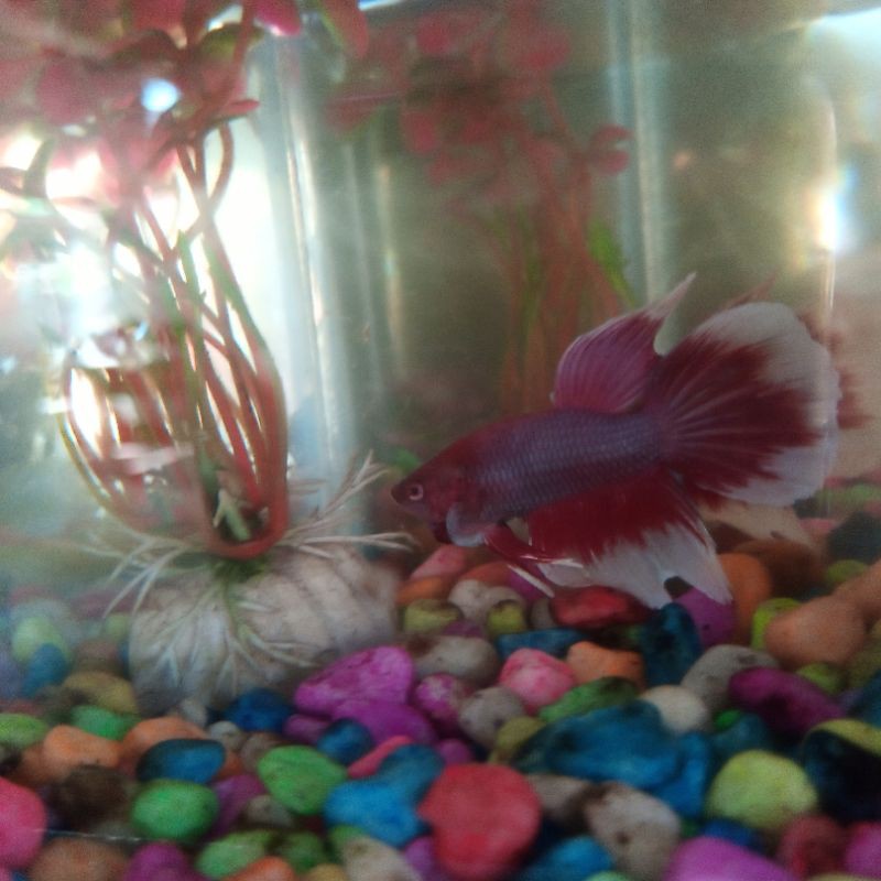 cupang big earM full