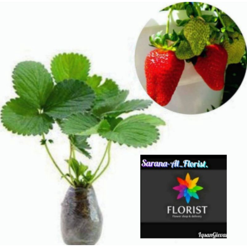 Bibit buah strawberry import