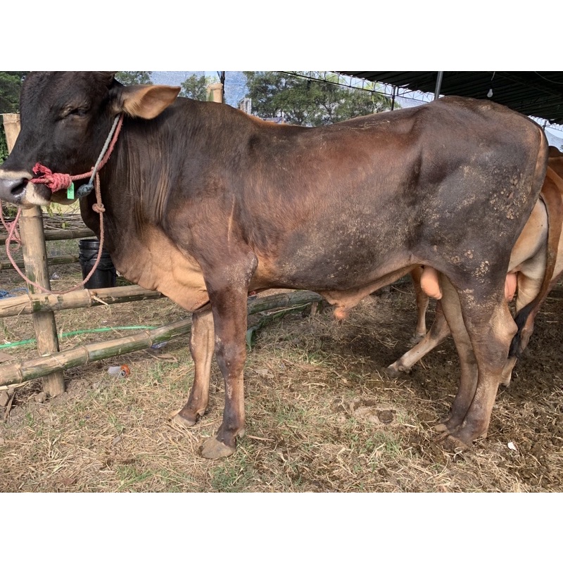 

Sapi Qurban jenis Pegon Bobot 360-380 kg