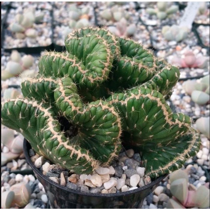 Jual Opuntia Cylindrica Cristata Emerald Idol Tanaman Hias Sukulen