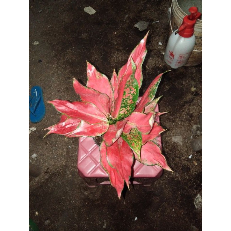 Aglonema Ruby Garuda Rumpun (Daun Rimbun)