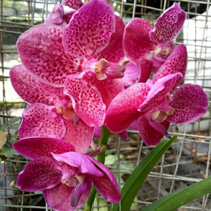 ready Bibit anggrek vanda dewasa