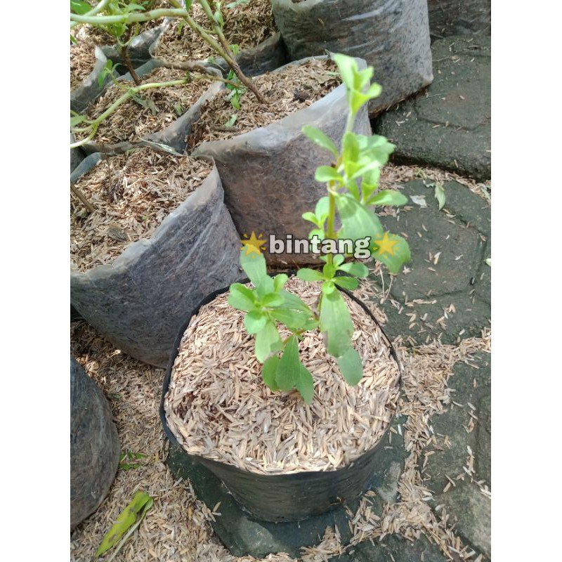 tanaman herbal stevia | bibit tanaman stevia pemanis alami