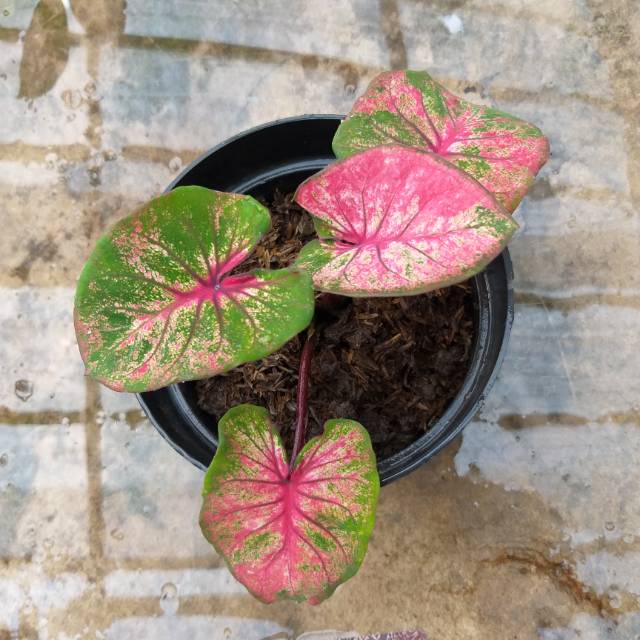 Hanoman Obong Anoman Obong Caladium Keladi Kaladi Caladium Import Thailand Tanaman Hias Bunga Hias Shopee Indonesia