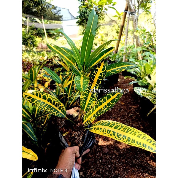 TANAMAN HIAS PURING PROTON