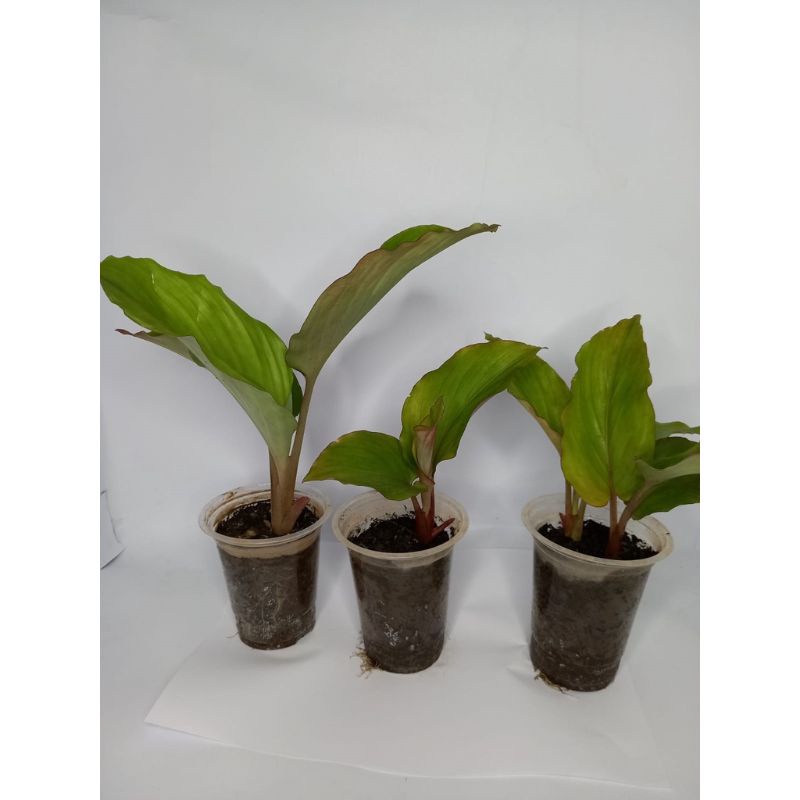 bibit kunyit hitam asli