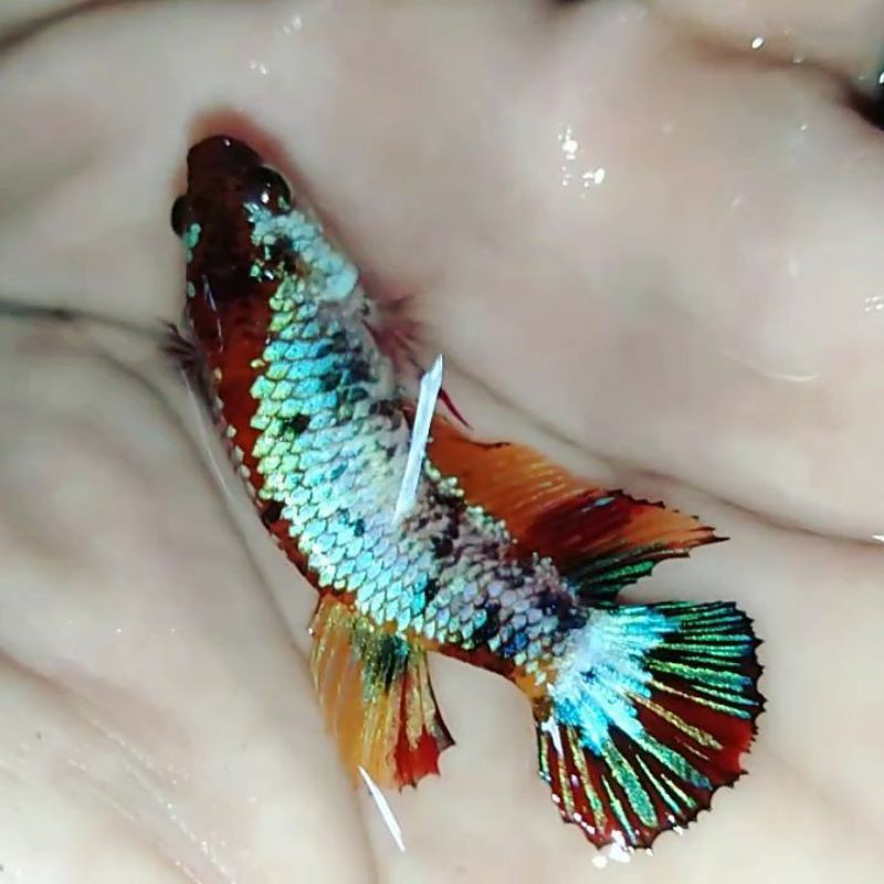 

NEMO COOPER