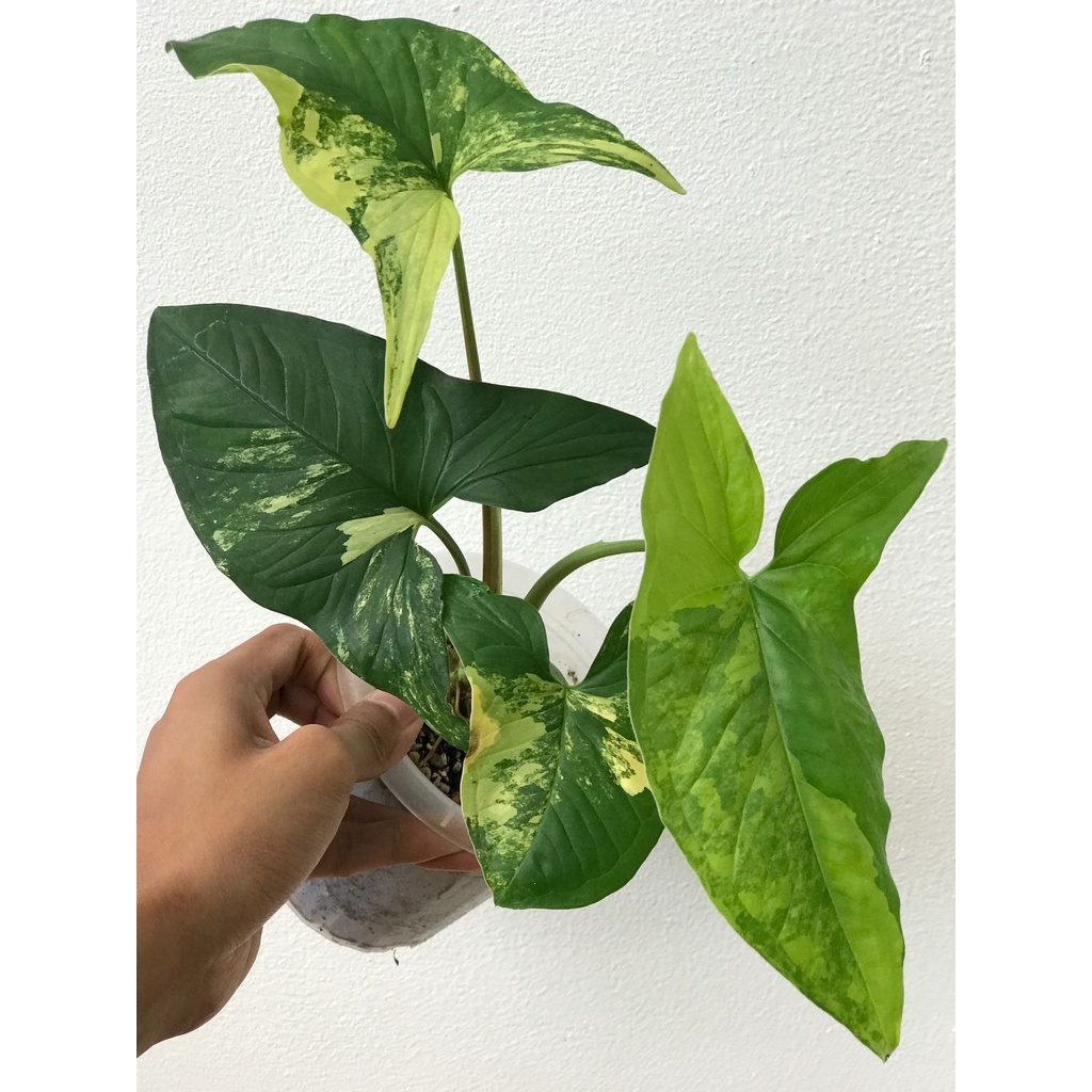 Syngonium Yellow Var 4 daun