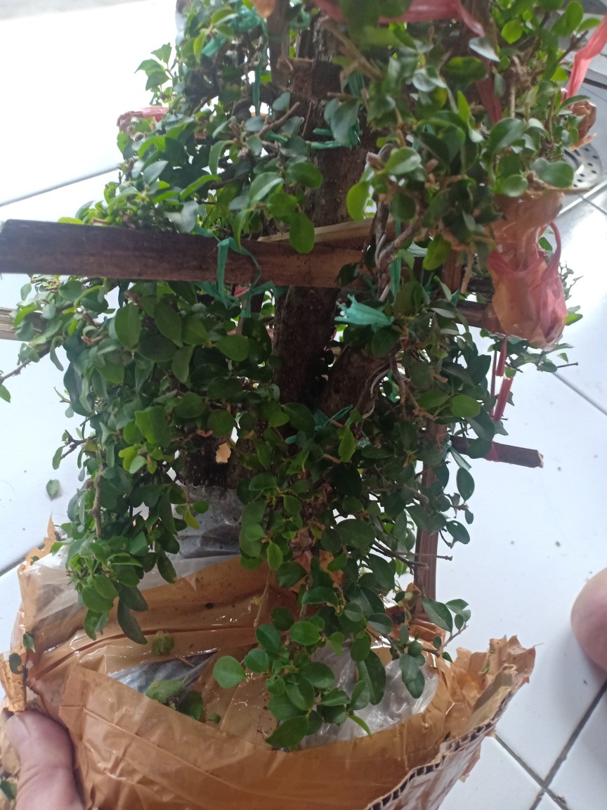 Bonsai Jadi Tinggal Pajang,gaya Natural,sudah Enak Dipandang