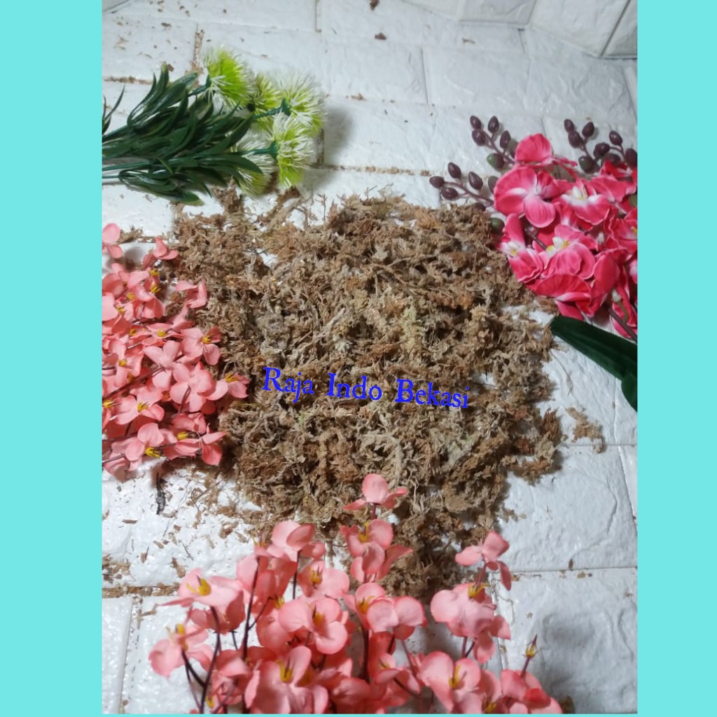 Sphagnum Moss 100 Gram Media Tanam Anggrek Serbuk Berwarna Coklat