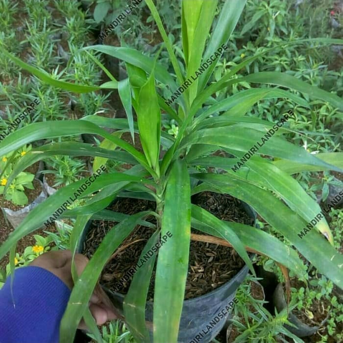 Tanaman Daun Suji Pewarna Alami Makanan
