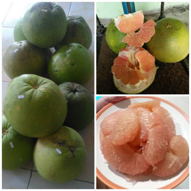 

Jeruk Bali Madu Jeruk Pamelo Madu Jeruk Pomelo Madu Jeruk Bali Manis