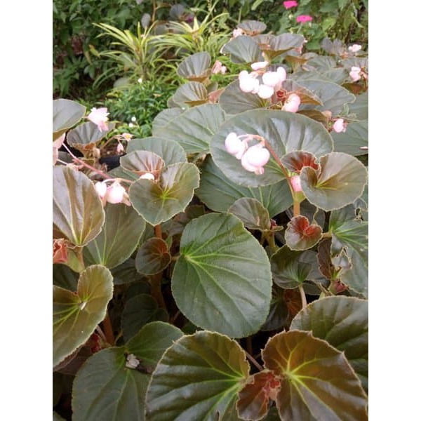 jual tanam hias begonia - tanaman begonia - begonia