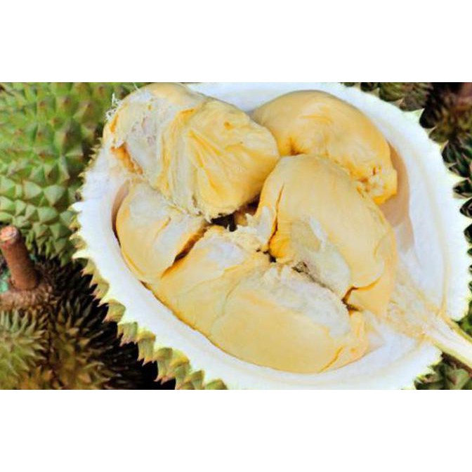 Tanaman Hidup Bibit Tanaman Buah Durian Pulut Uk1