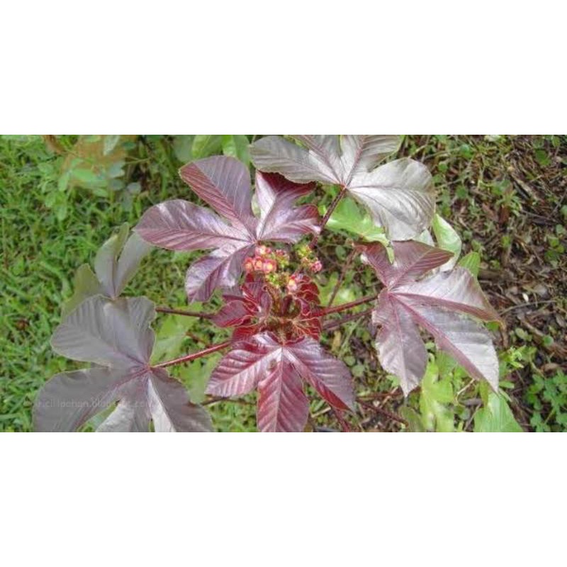 BIBIT TANAMAN JARAK MERAH-BIBIT TANAMAN JARAK WULUNG