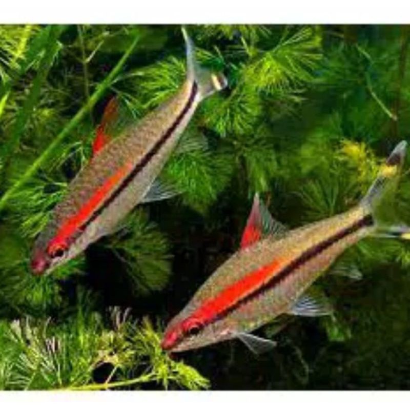 

ikan denisoni