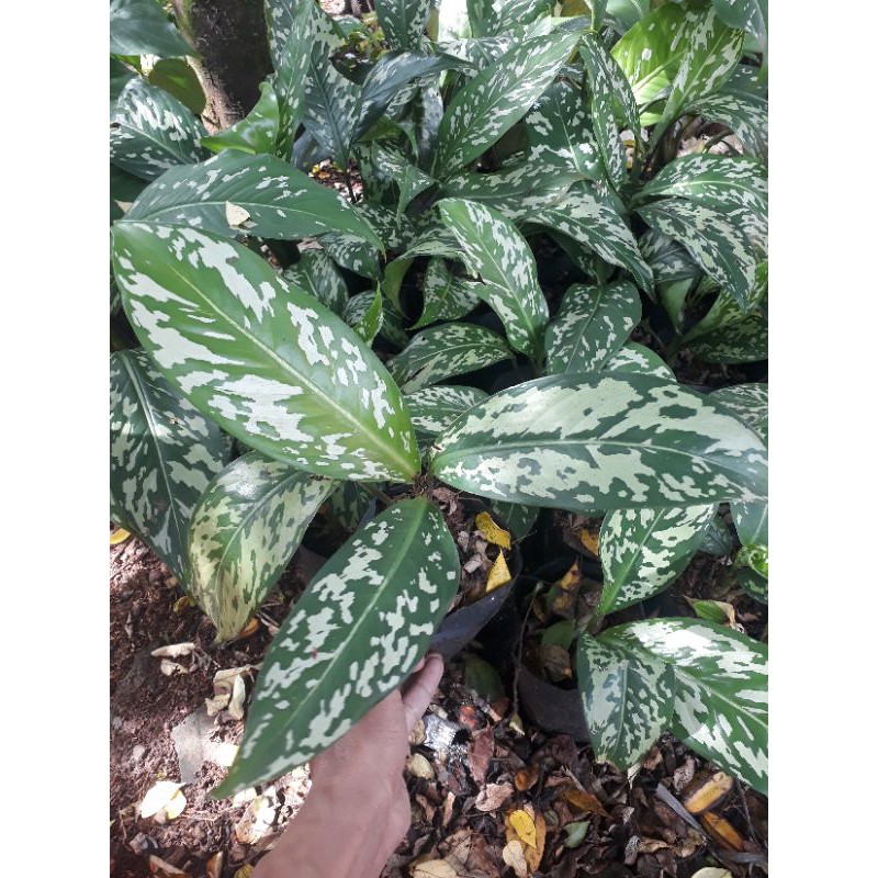 tanaman hias blanceng totol-blanceng army