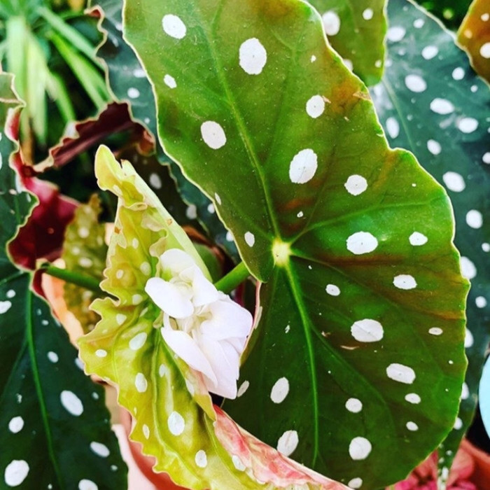 Tanaman hias begonia polkadot - begonia polkadot