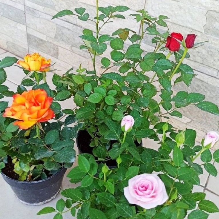 Bibit Tanaman Hias Bunga Mawar Rambat Climbing Rose Cantik Bisa Pilih warna berbunga -  Climbing Rose - Tanaman Hias Bunga Hidup Bergaransi