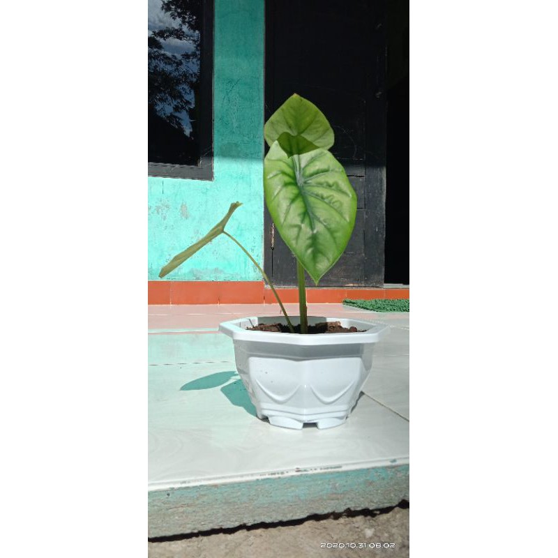 keladi tengkorak hijau