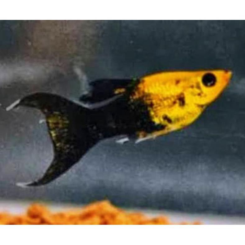 Ready Ikan Hias Ikan Molly Golden Black Ikan Aquascape