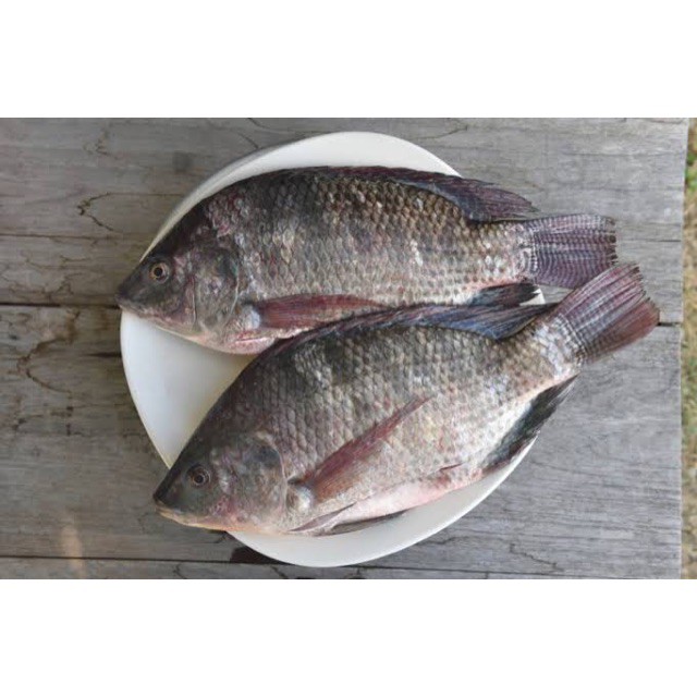 

Ikan Mujair 500 Gram