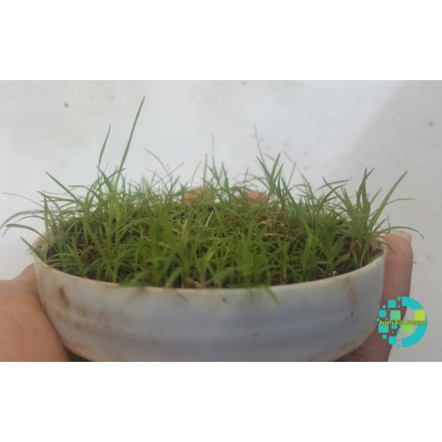 Biji Rumput Jepang 100g - Bibit rumput jepang - Benih rumput jepang