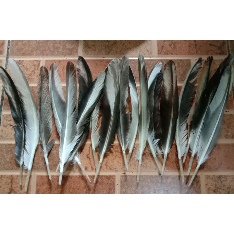 Bulu Sayap Ayam Jago Warna Asli isi 50 helai